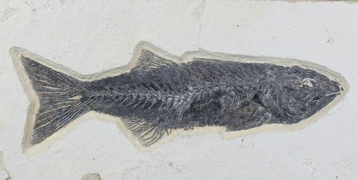 Uncommon, Mioplosus Fossil Fish - Wyoming #77817